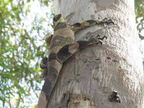 Gould's Goanna