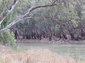 camp Mamanga