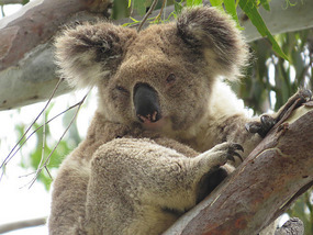 Koala 1