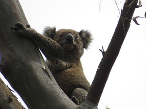 Koala 2