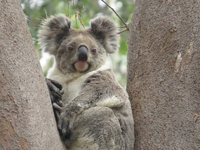 Koala 3