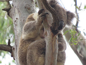 Koala 4 with sore eye
