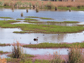 Reedy swamp