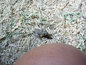 visitor
