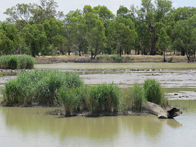 Wetlands Mathoura