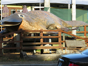 Latrobe information centre Platypus