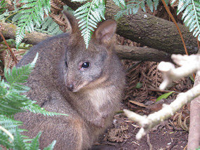 Tasmanian paddymelon