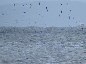 LOOKING SOUTHERN OCEAN