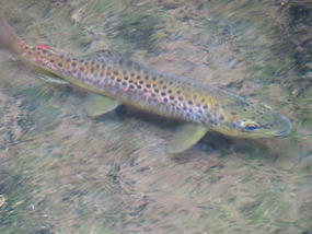 RAIBOW TROUT IN FALLS