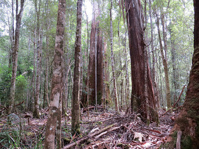 TALL TREE WALK MT FIELD 