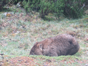 wombat