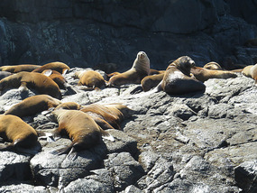 australian fur seals off Bruny island