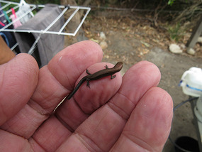 Baby metallic skink