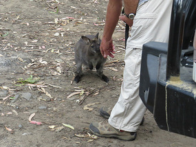 Camp visitor