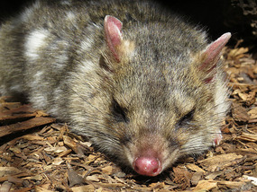  Sleeping Eastern Quoll
