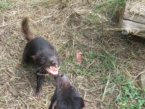 Tasmanian Devils