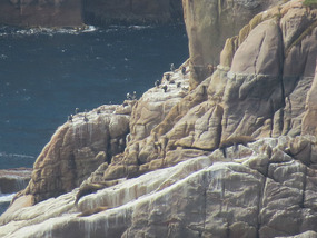The Nuggets with seals