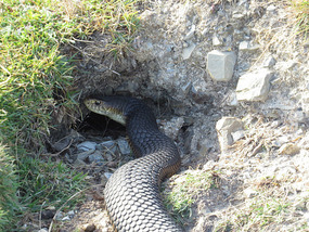 Copperhead snake larry nearly walked on 