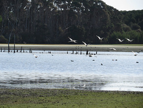 Wetlands