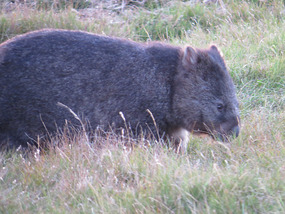 Wombat