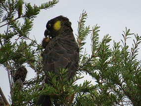 yellow tailed Cockatoo