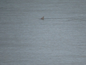dolphin