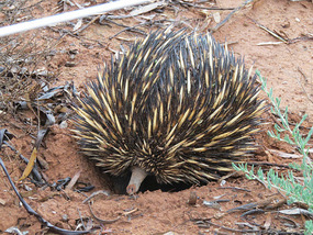 Ernie echidna