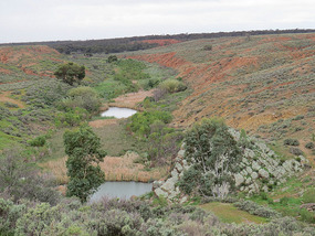 Giant wombat country