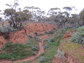 Red Banks