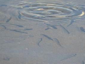 baby fish
