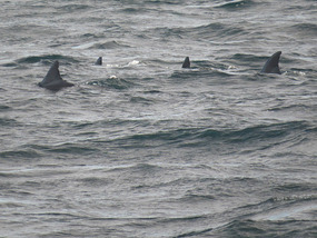 Dolphins