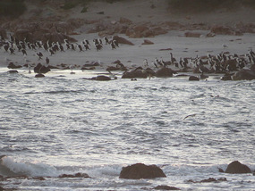 Lipson cove to the island