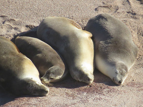 Sea lions Point Labatt