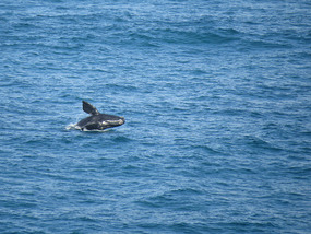 baby leaping