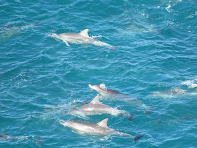 Dolphins