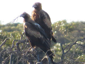 wedge tail eagles
