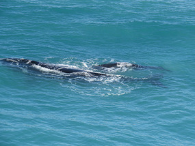 whales