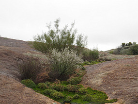 Little oasis on Mcdermid Rock