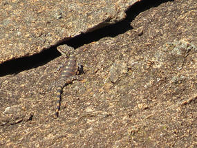 Ornate dragon on wave rock
