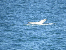 Baby humpback whale