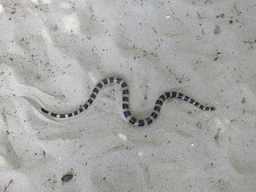coral snake