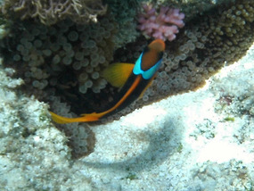 snorkelling Ameda