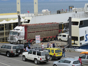 Sheep from Kangaroo island on ferry