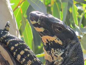 goanna