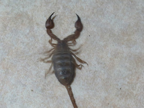 scorpion spear creek