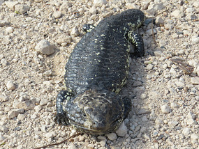 Shingleback