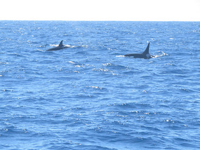 Killer whale