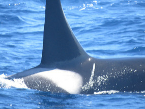 close killer whale