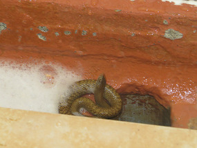 Dugite snake