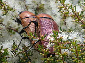 Jewel beetle